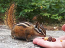 Alvin goes nuts