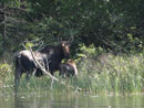 Bisk Lake moose, Quetico