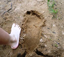 Sylvania Wilderness Area