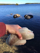 Quetico Agnes walleye dinner Oct 2015.