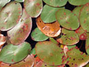 Lily Pads on McAlpine Creek