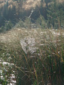 Spider Web, McAlpine Creek