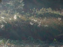 Spider Webs on McAlpine Creek