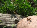 Butterfly on shore of Poplar Lake, August 2017.