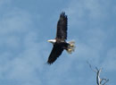 Eagle in flight, Seagull Lake, BWCA, August 25, 2017.