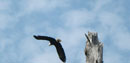Eagle in flight, Seagull Lake, BWCA, August 25, 2017.