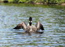 Loon on Poplar Lake, August 24, 2017.