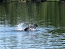 Loon on Poplar Lake, August 24, 2017.