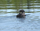 Loon on Poplar Lake, August 24, 2017.
