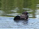 Loon on Poplar Lake, August 24, 2017.