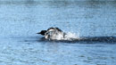 Loon on Poplar Lake, August 24, 2017.