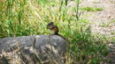 Chipmunk on shore of Poplar Lake, August 2017.