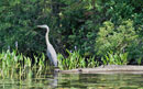 Great Blue Heron, Sawyer County, Wisconsin  July  2017