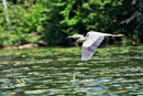 Great Blue Heron, Sawyer County, Wisconsin  July  2017