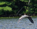 Great Blue Heron, Sawyer County, Wisconsin  July  2017