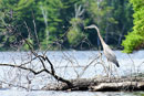 Great blue heron,   Ghost Lake, Sawyer County, Wisconsin  July 2017