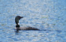 Loon on Ghost Lake, Sawyer County, Wisconsin, July 2017