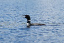 Loon on Ghost Lake, Sawyer County, Wisconsin, July 2017