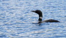 Loon on Ghost Lake, Sawyer County, Wisconsin, July 2017