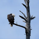 Eagle, Seagull Lake, BWCA, August 25, 2017.