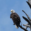 Eagle, Seagull Lake, BWCA, August 25, 2017.