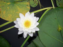 Water lily, Ghost Lake Channel, Sawyer County, Wisconsin.  July 2017
