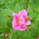 Wild rose, Sawyer County, Wisconsin, July 2017
