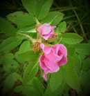 Wild rose, Sawyer County, Wisconsin, July 2017