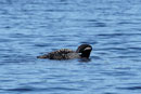 Loon on Poplar Lake, 8/24/17.
