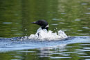 Loon on Poplar Lake, 8/24/17.