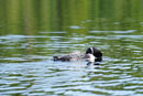 Loon on Poplar Lake, 8/24/17.