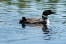 Loon on Poplar Lake, 8/24/17.