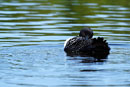 Loon on Poplar Lake, 8/24/17.
