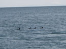 Loons in Lake Superior, taken from the hike to Artist's Point.  August 23, 2017.