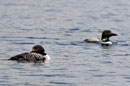 Loons - Cirrus Lake - May 2014