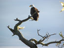 Eagle on Kawnipi.