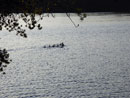 Ducks swimming away from Cirrus camp