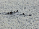 Ducks on Cirrus Lake