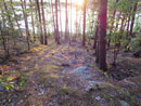 Through the Trees