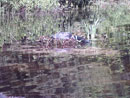 Loon on the nest, McDougall Lake 2005