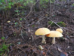 Fungi near our cabin, Poplar Lake.
