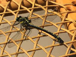 We dug hellgrammites for perch fishing with our dad when we were younger.   When dad passed  dragonfly  pins, ornaments, etc. are used to remember him and my mother.  Wonder who it is?