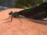 Visitor wanted a ride on my knee in the canoe.  