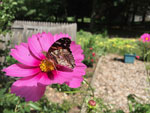 Visitor to our garden.