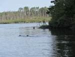 The otter standing on the log has a small walleye in its mouth.