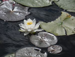 Water lily on Poplar Lake.   August 2019