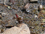 Dragonfly on Poplar Lake.  August 2019