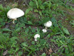 Fungi on the shore of Hungry Jack Lake, August 2019