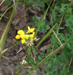 Birdsfoot trefoil, on the shore of Aspen Lake (off Clearwater Road).  August 2019