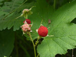 Thimbleberry, on the shore of Aspen Lake, August 2019